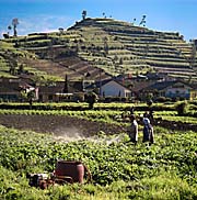 'Use of Pesticides on the Dieng Plateau' by Asienreisender